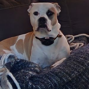 Meet your Posher, Denver